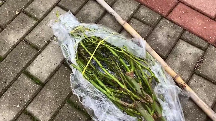 Ура!!! У меня пришла посылка со штамбовыми розами и не только. Какие сейчас работы в розарии ???🌹🌹🌹