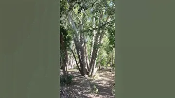 Семейное дерево